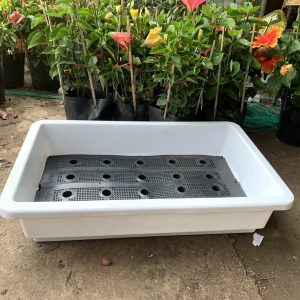 Ưu điểm của khay trồng cỏ và trồng rau