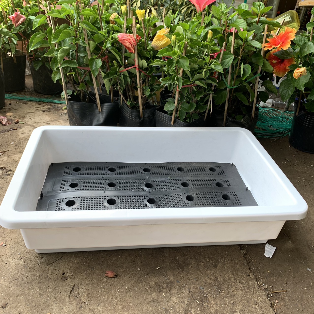 Ưu điểm của khay trồng cỏ và trồng rau