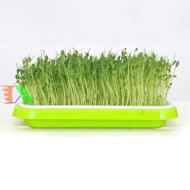 Quy trình khay trồng cỏ và trồng rau